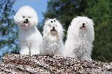 BICHONS (Maltese - Frise - Bolognese - Havanese)